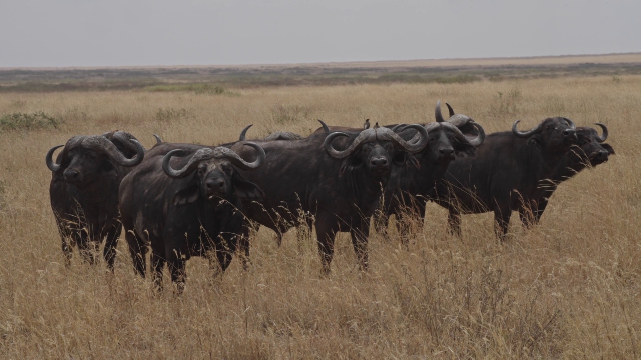 非洲水牛或Cape buffalo(非洲水牛)视频素材