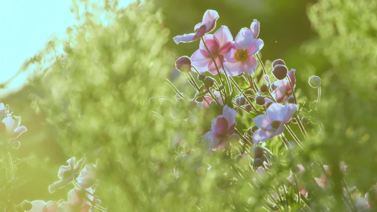 海葵粳稻。自然背景。粉红色的日本银莲花在阳光下盛开的户外视频素材