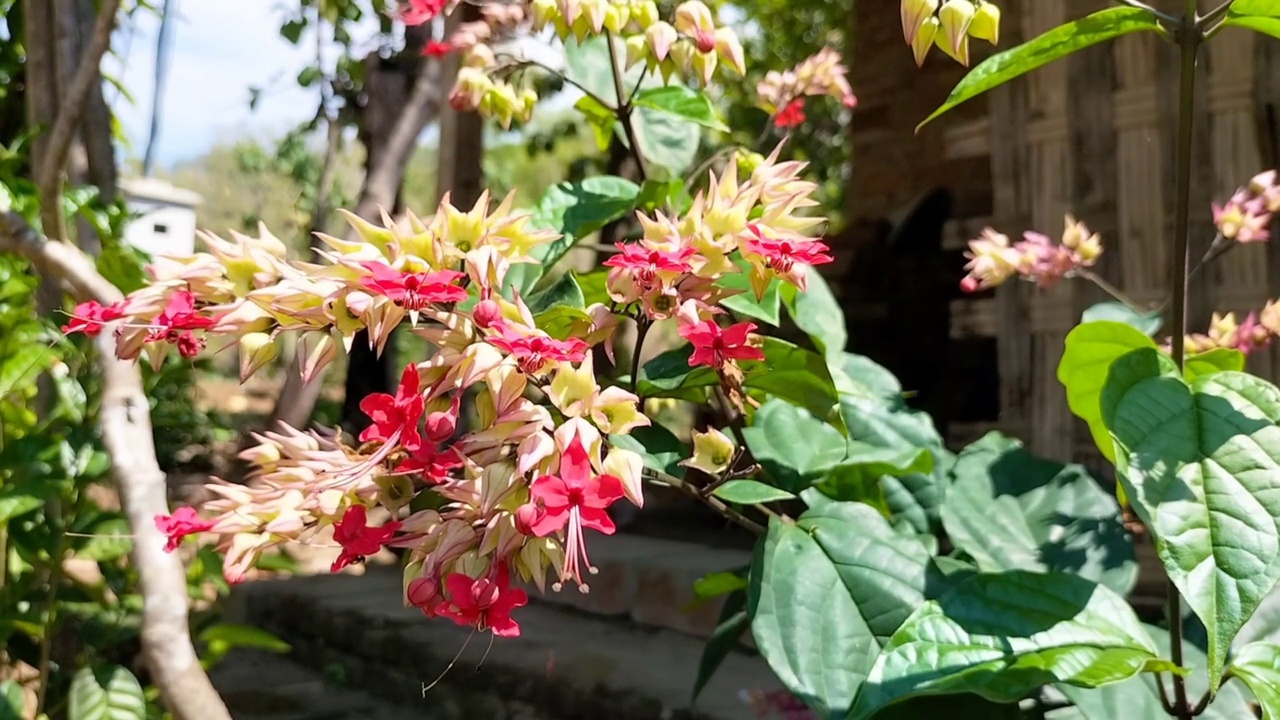 花视频素材