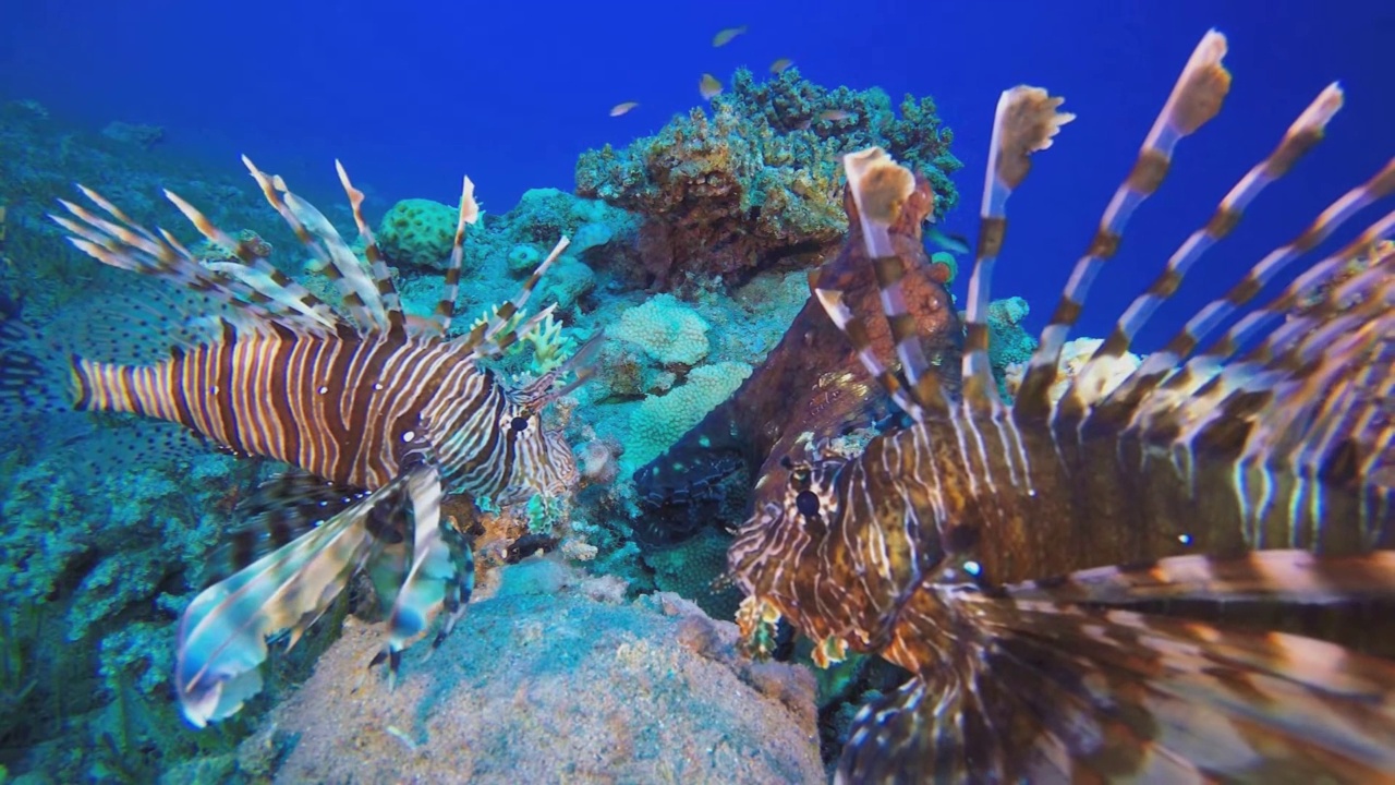 斑马狮子鱼，或条纹狮子鱼(Pterois volitans)是一种蝎子家族的射线鳍鱼。食肉鱼类。视频素材