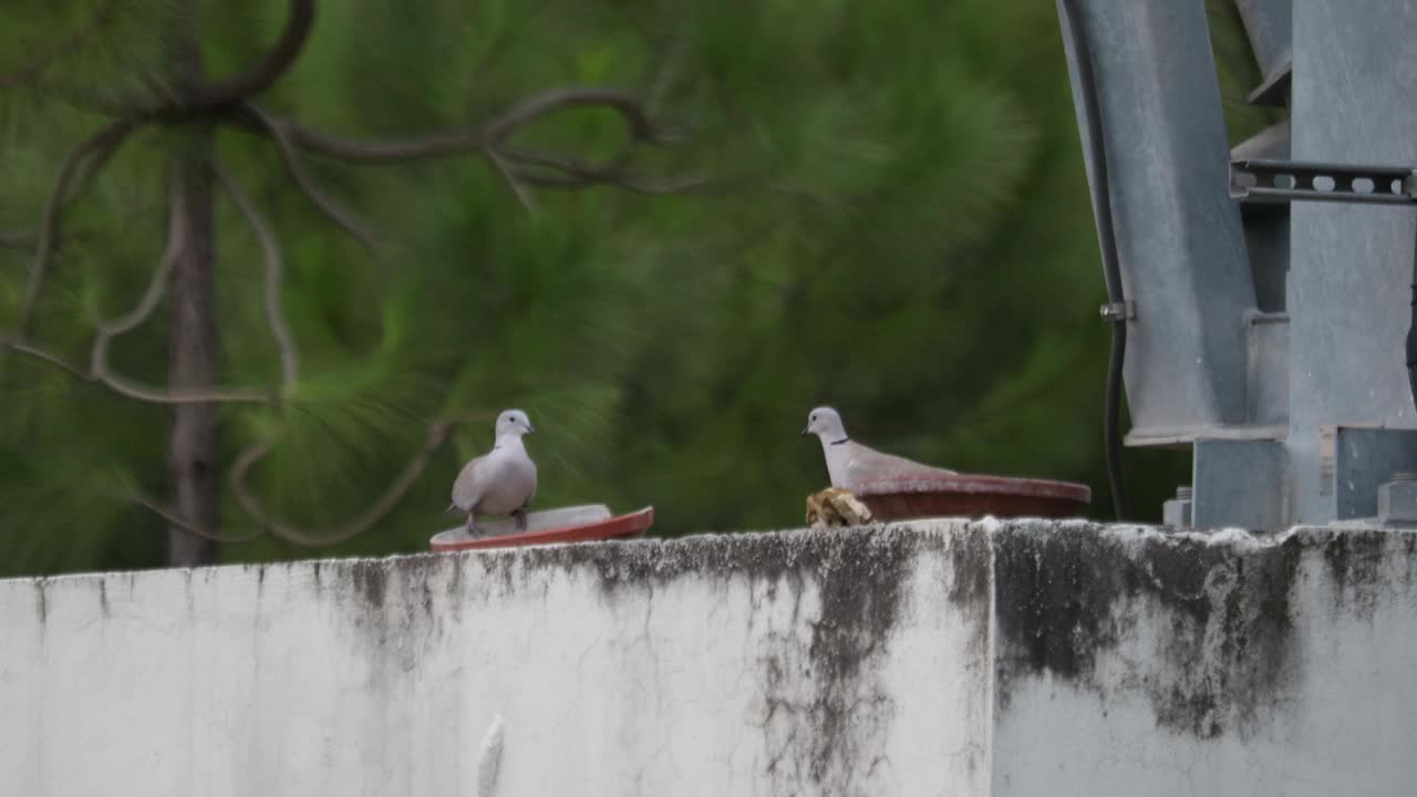 小鸟视频素材