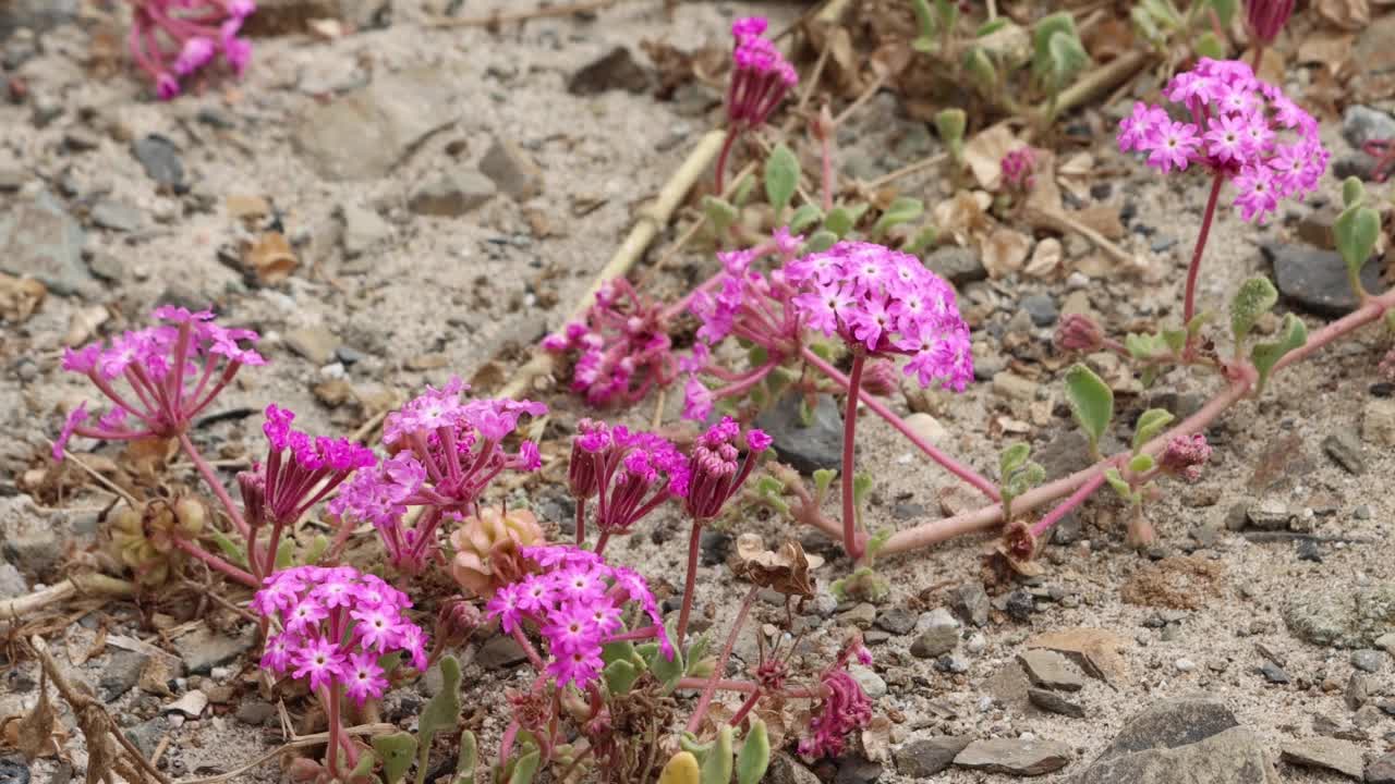 乌龙花-文图拉海岸- 071422视频素材