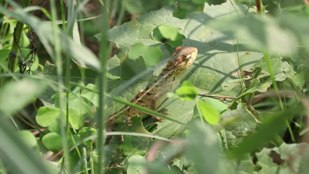 婴儿变色龙视频素材