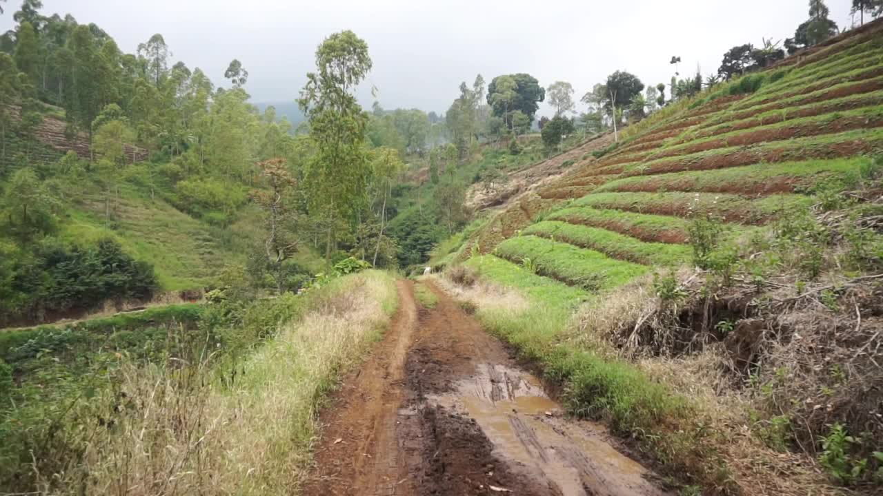 在种植园山上的自然之旅视频素材