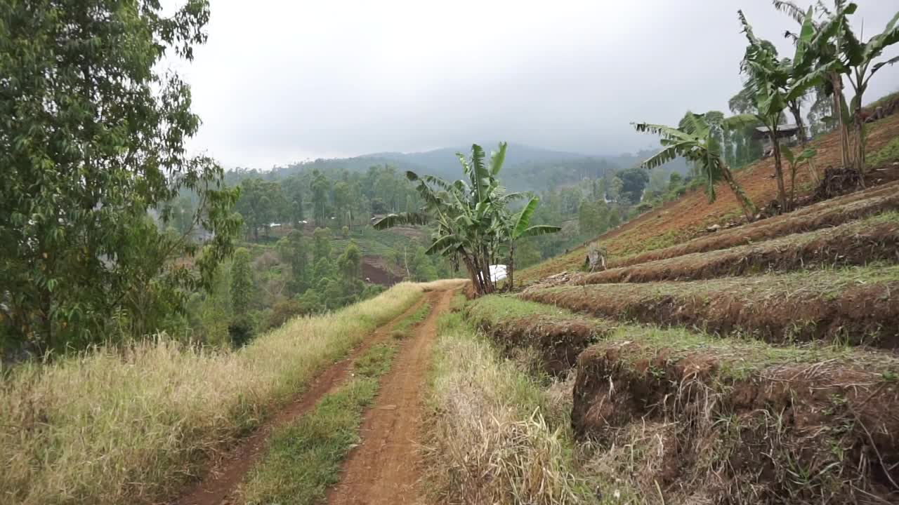 在种植园山上的自然之旅视频素材