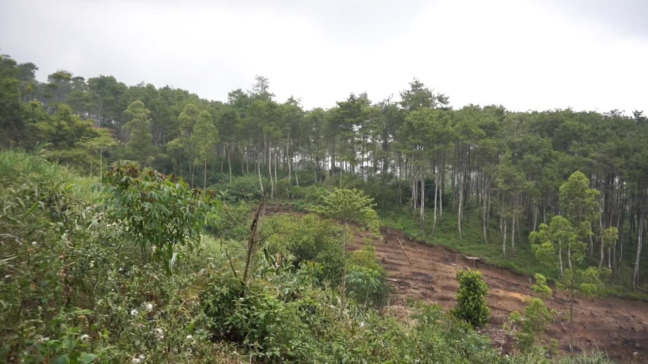 在种植园山上的自然之旅视频素材