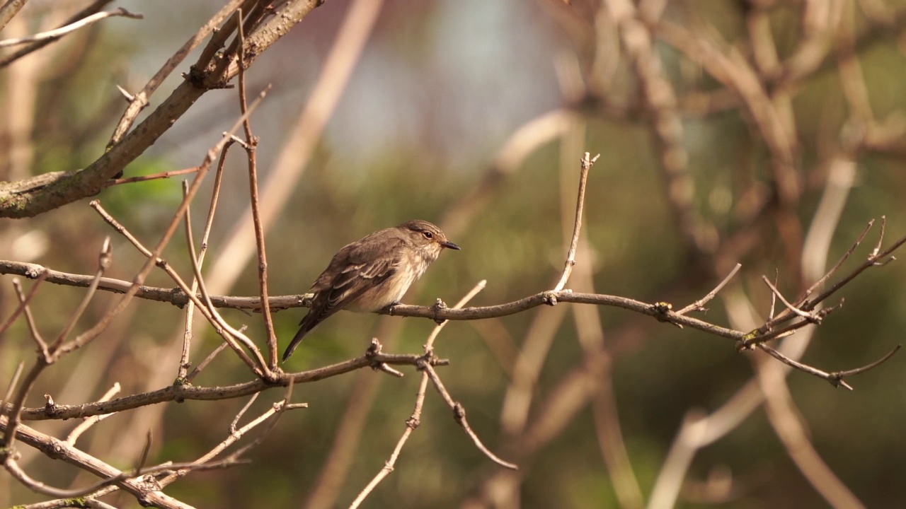 一只斑蝇(Muscicapa striata)在树枝上保持平衡视频素材