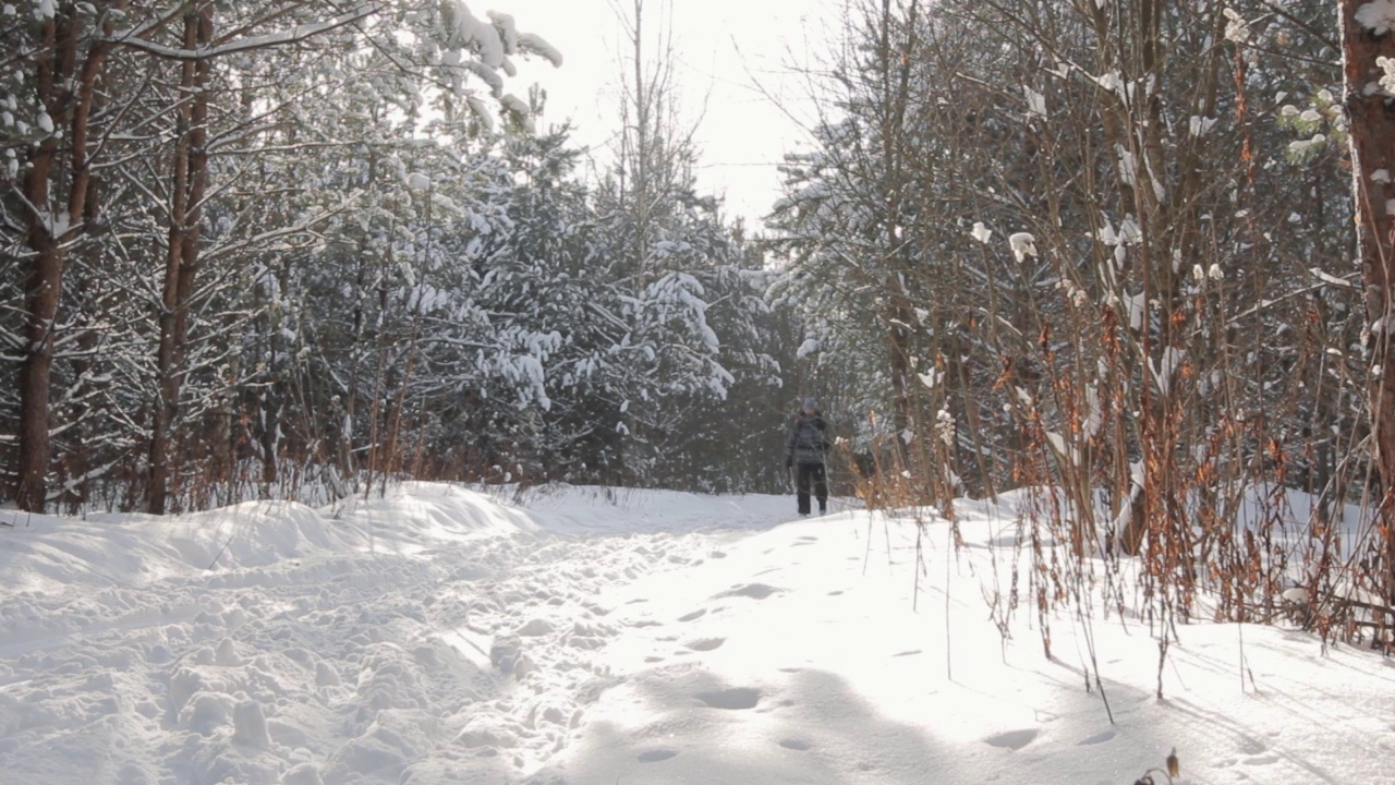 男子在森林里越野滑雪视频素材