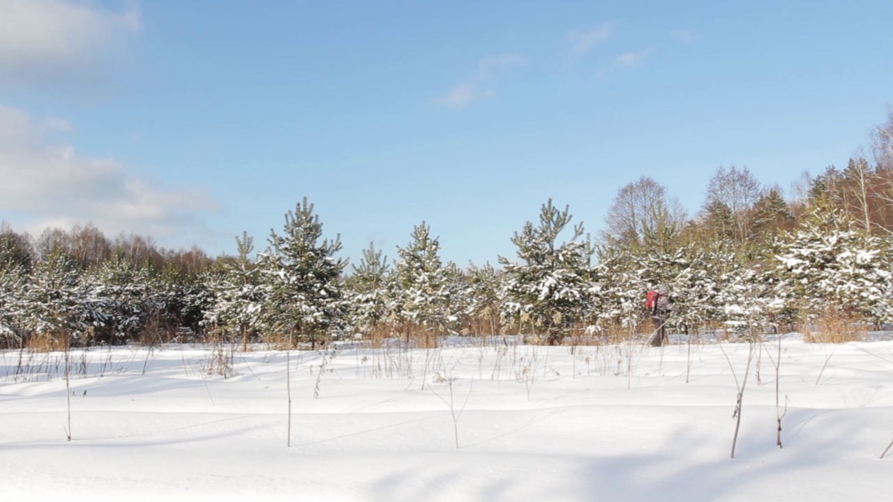 一个人在冬天阳光明媚的森林里越野滑雪视频素材