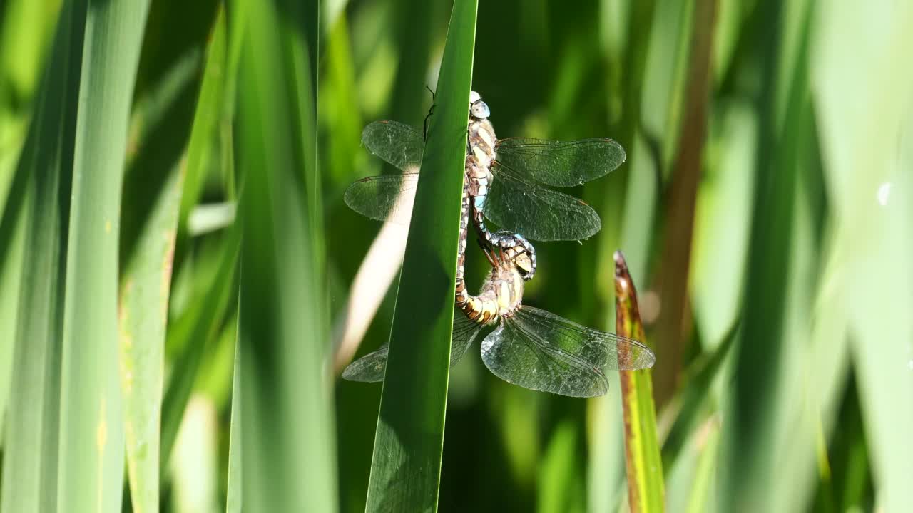 交配移民小贩，Aeshna mixta在Leighton Moss, Silverdale, Lancashire, UK。视频素材