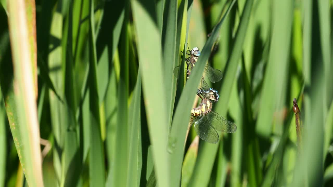 交配移民小贩，Aeshna mixta在Leighton Moss, Silverdale, Lancashire, UK。视频素材