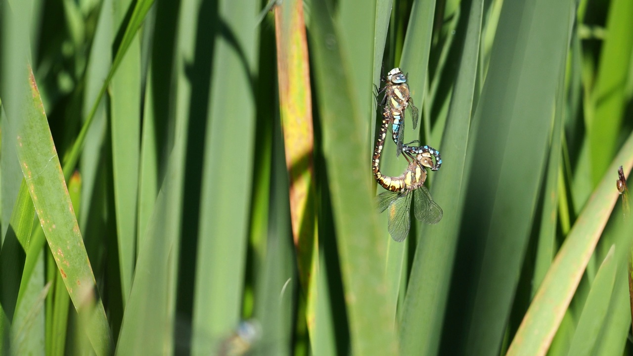 交配移民小贩，Aeshna mixta在Leighton Moss, Silverdale, Lancashire, UK。视频素材