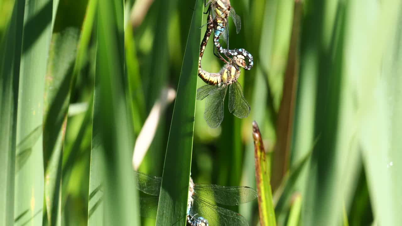 交配移民小贩，Aeshna mixta在Leighton Moss, Silverdale, Lancashire, UK。视频素材