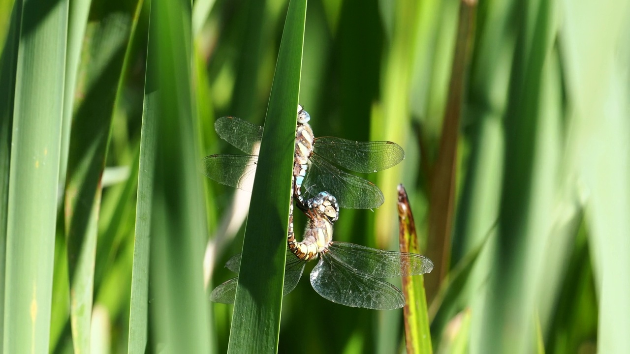 交配移民小贩，Aeshna mixta在Leighton Moss, Silverdale, Lancashire, UK。视频素材