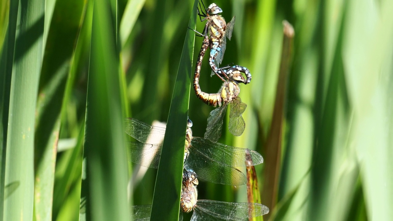 交配移民小贩，Aeshna mixta在Leighton Moss, Silverdale, Lancashire, UK。视频素材