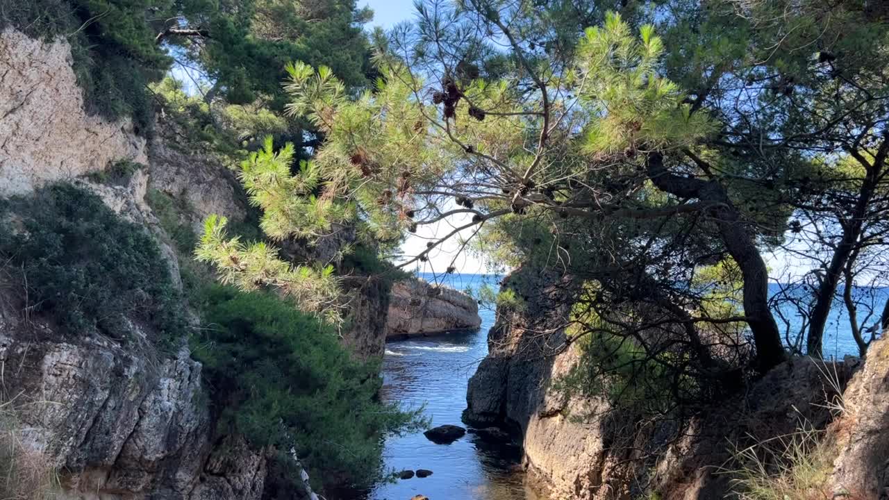 夏天峡谷上的松树。视频素材