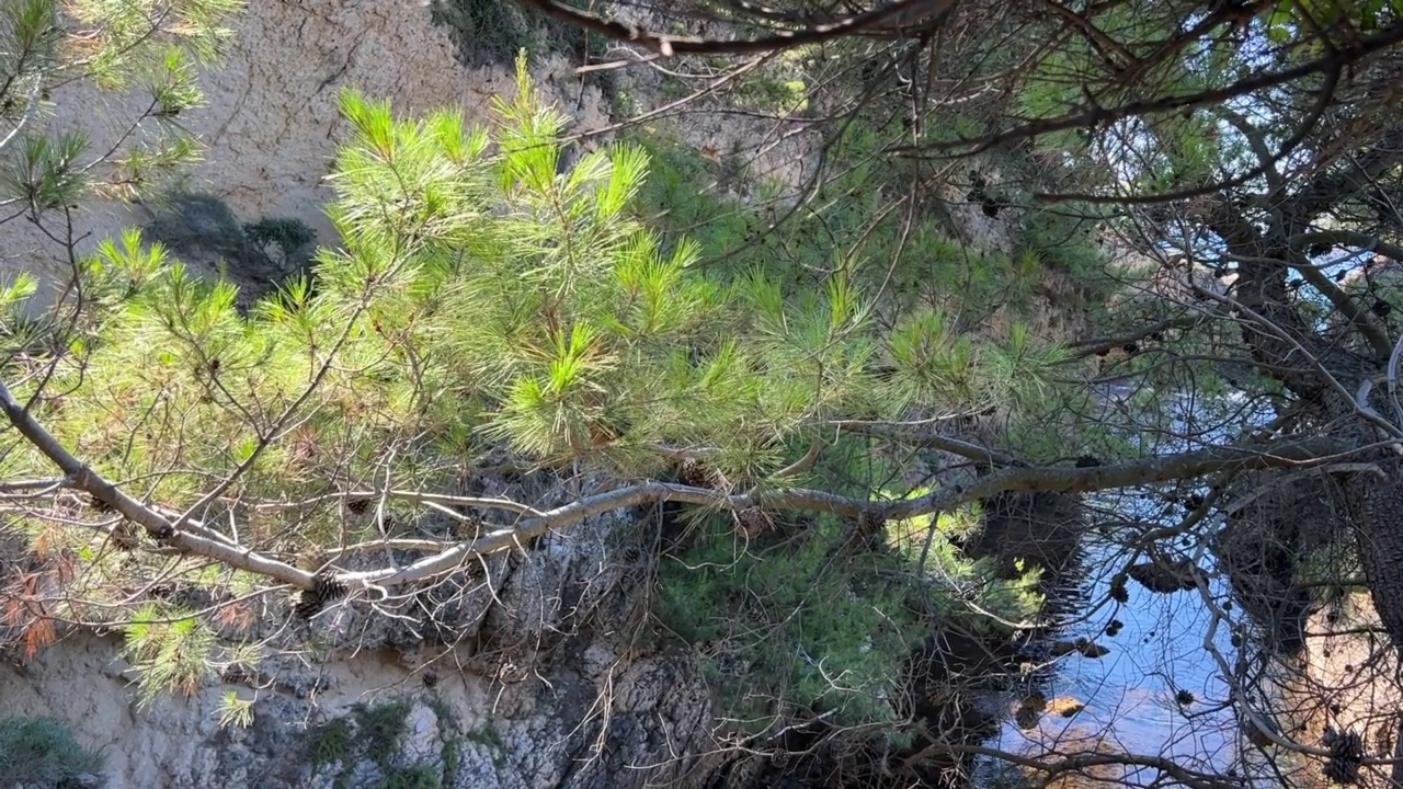 夏天，松树的枝条在海峡上摇曳。视频素材