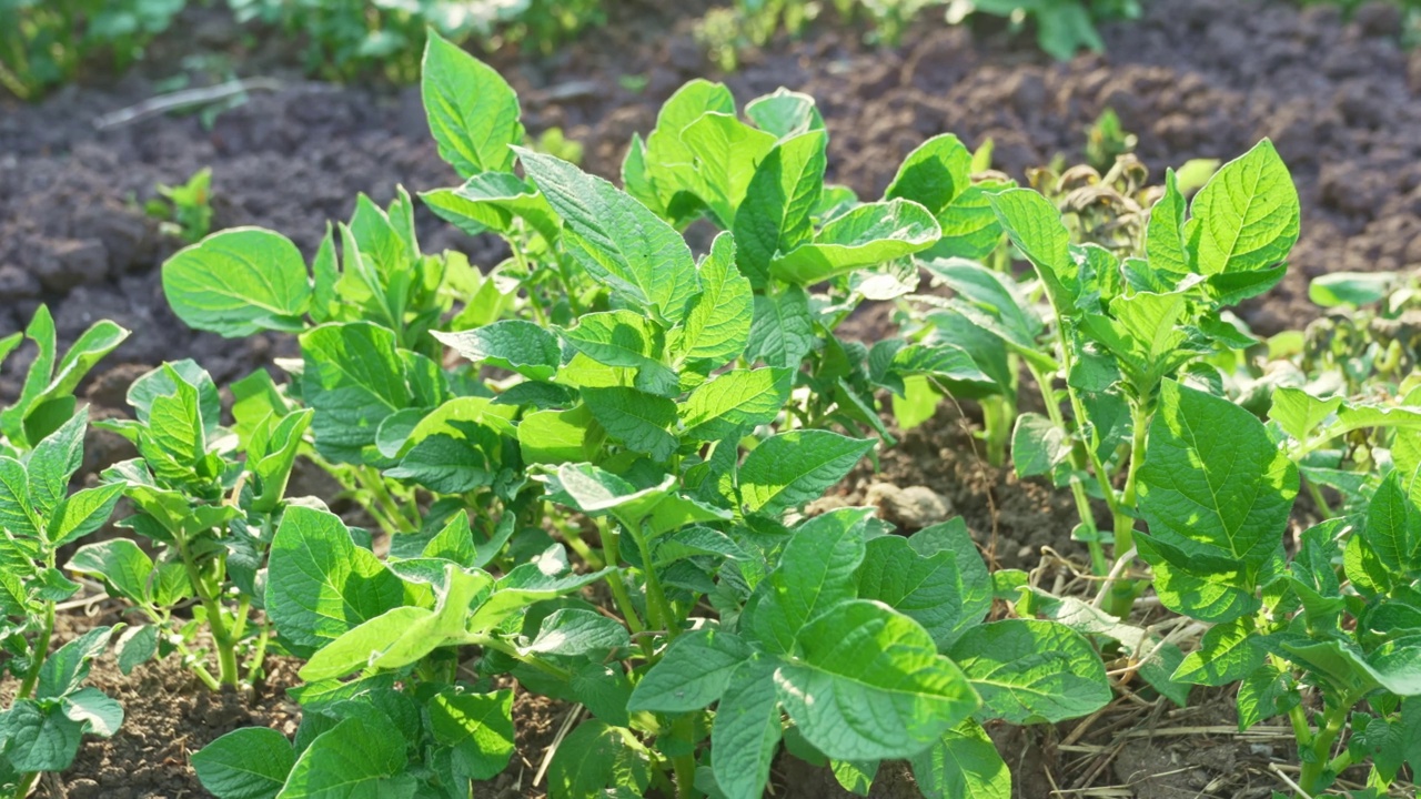 土豆灌木在花园的床上。农场里的蔬菜。视频素材