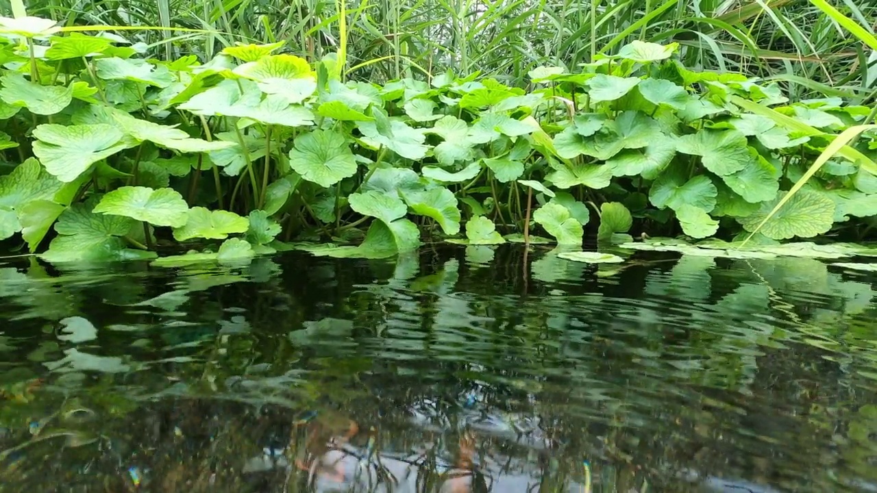 这条河原产于水生植物视频素材