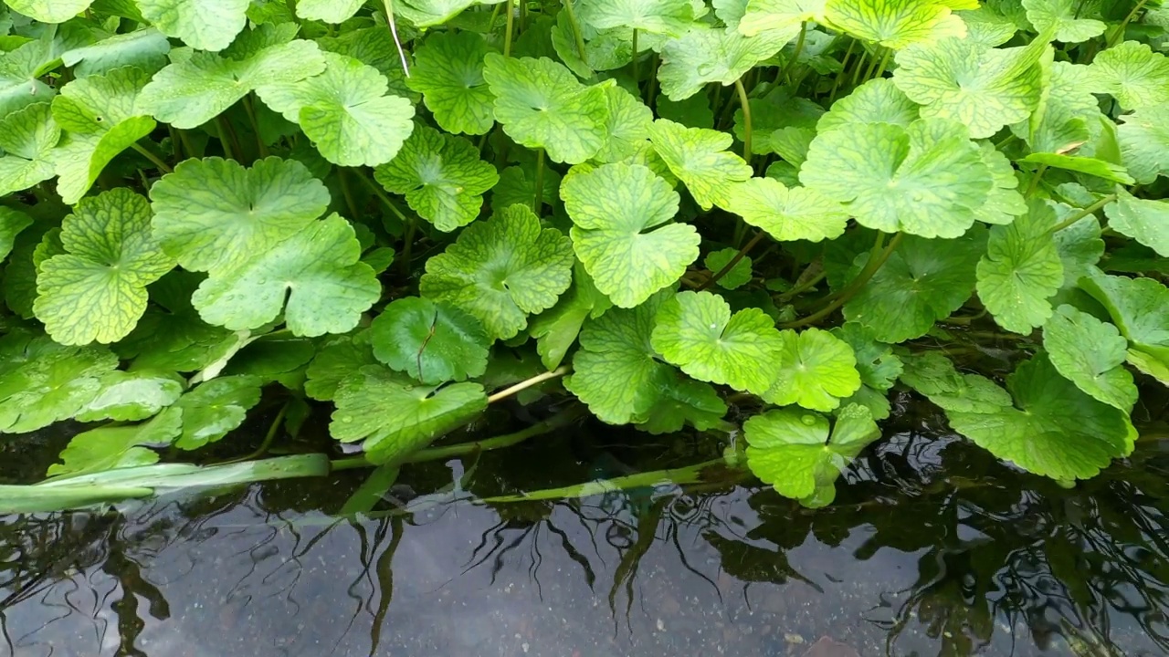 这条河原产于水生植物视频下载