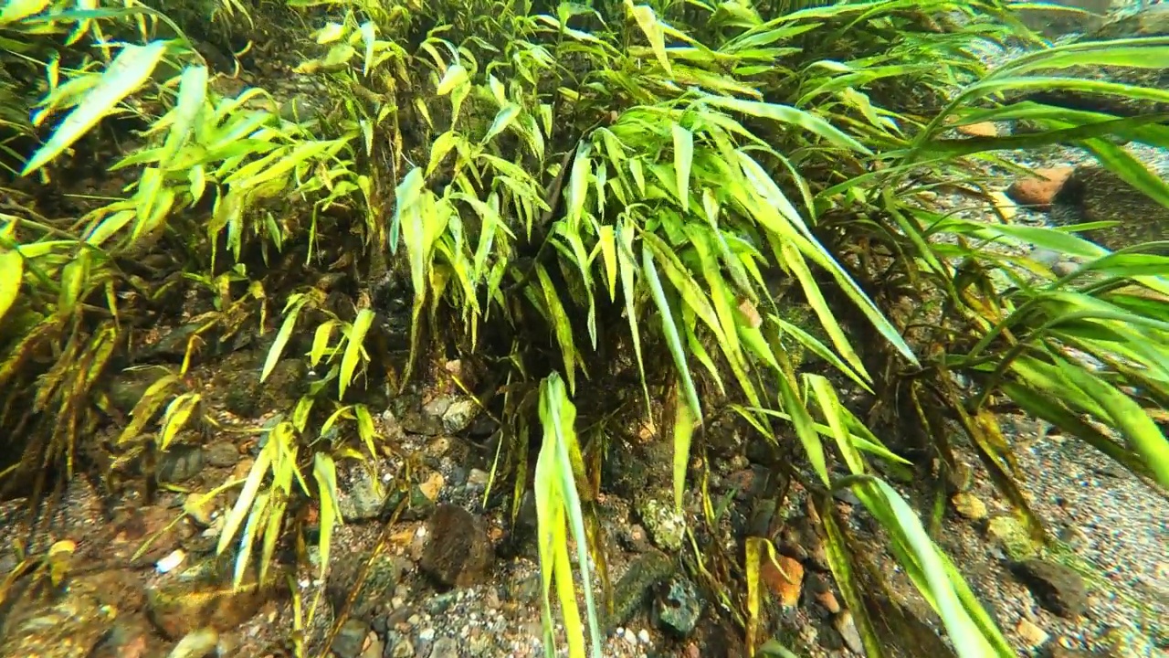 水生植物在水中野生生长视频素材