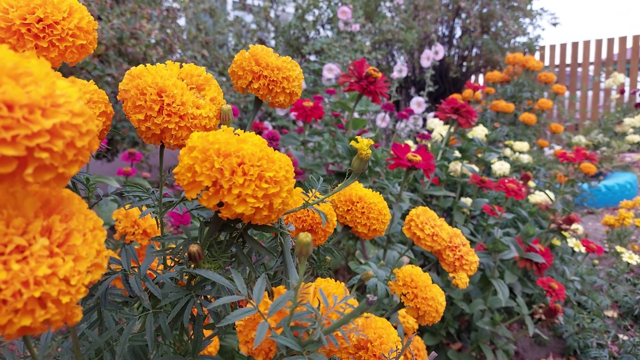 万寿菊在花园里开花视频素材