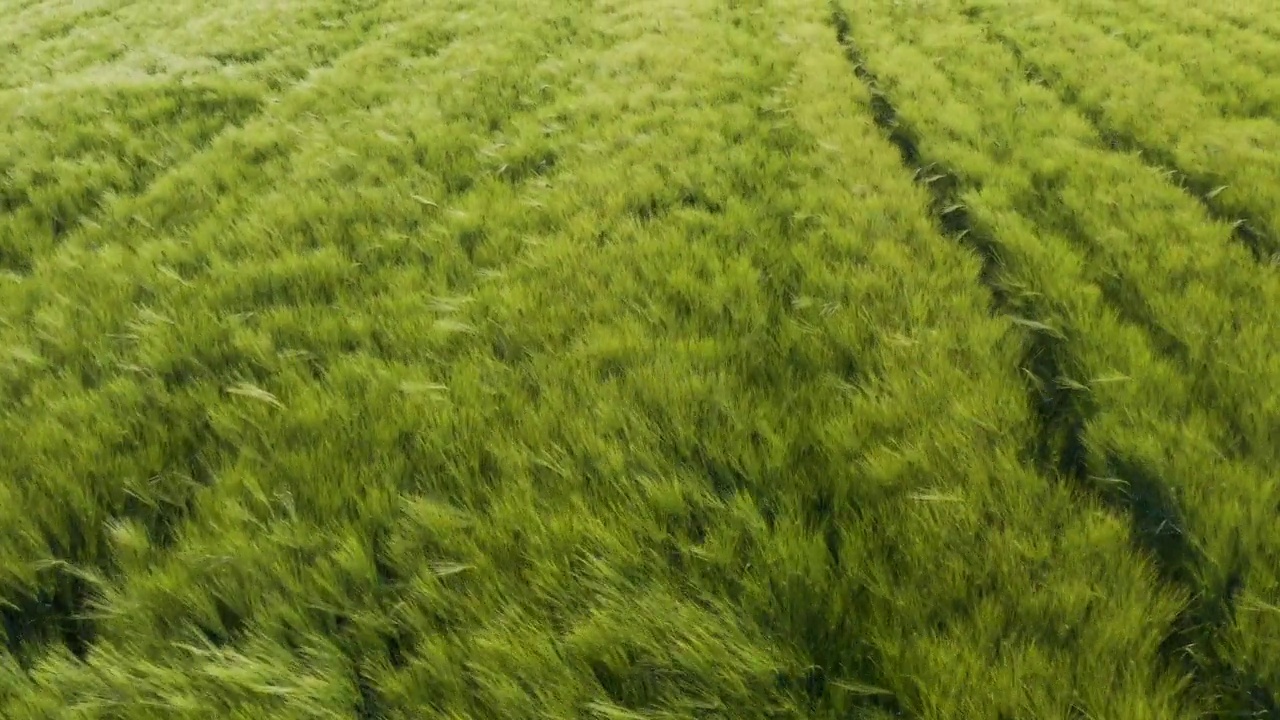 日落时青绿未熟大麦(Hordeum Vulgare)种植园的鸟瞰图视频素材