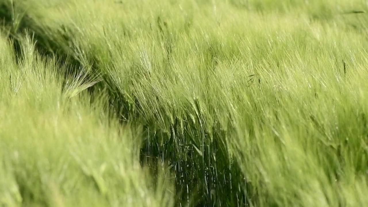 农村青稞(Hordeum Vulgare)田视频素材