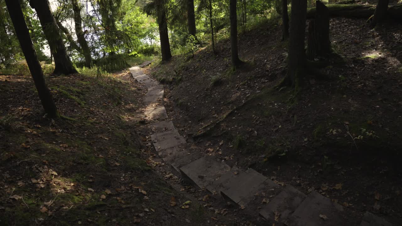 针叶林公园里通往河边的步道视频素材