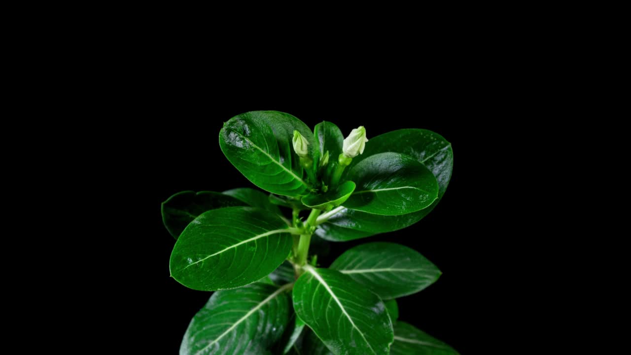 黑色背景的时间流逝中盛开的白花Catharanthus。盆栽常绿室内植物。长春花作为观赏和药用园林植物视频素材