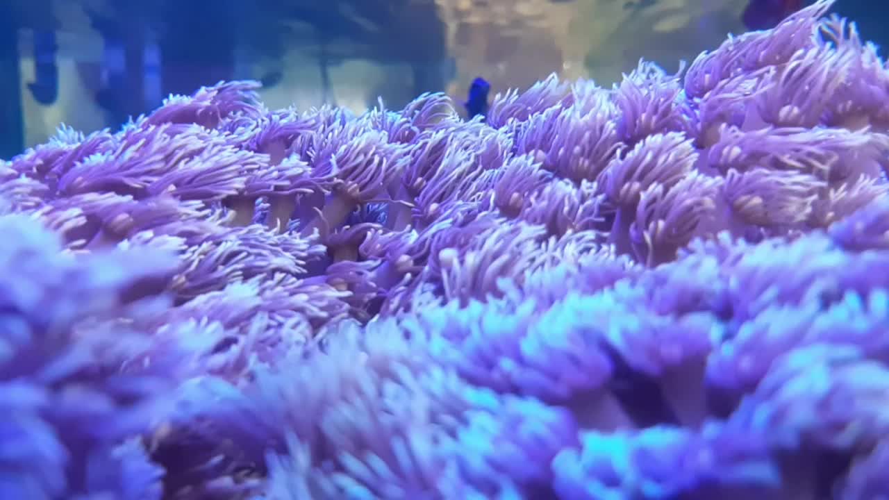 在海洋观赏性水族馆里，活泼的珊瑚与小鱼共舞视频素材