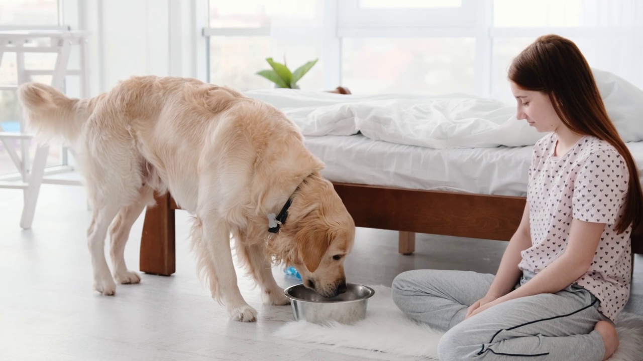 女孩喂金毛猎犬视频素材