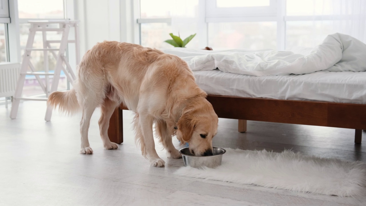 金毛猎犬吃狗视频素材