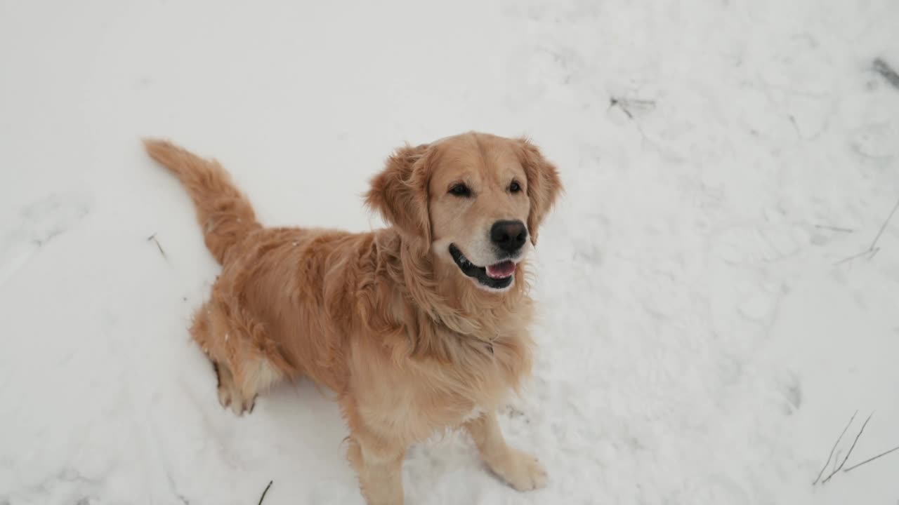 冬天的金毛猎犬视频素材