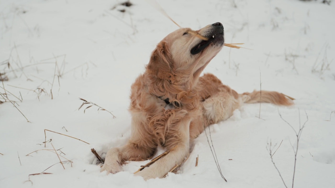 冬天的金毛猎犬视频素材