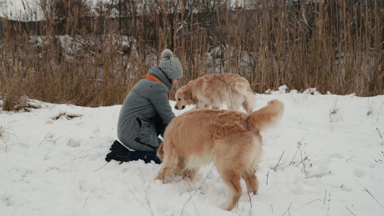 冬天的时候，女孩带着金毛猎犬视频素材