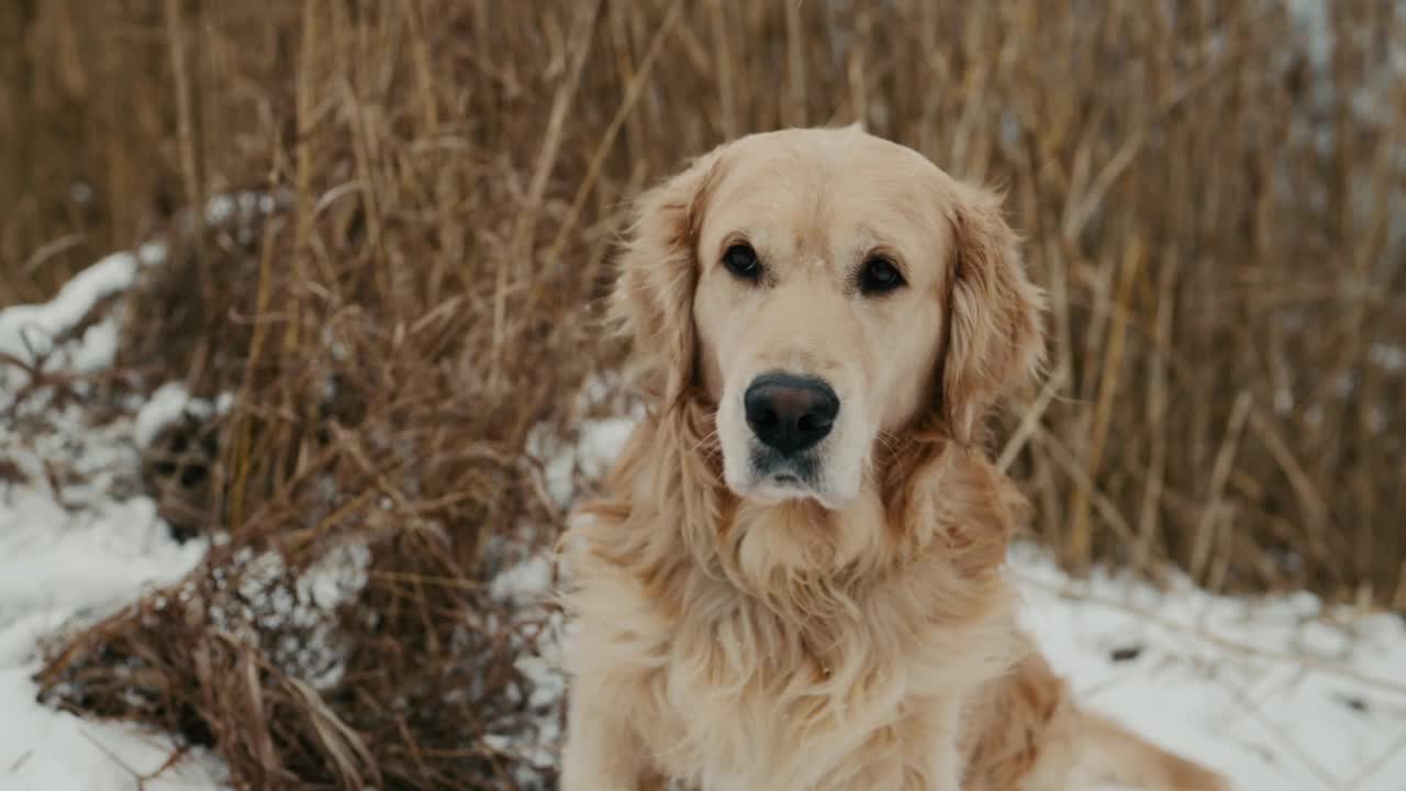 冬天的金毛猎犬视频素材