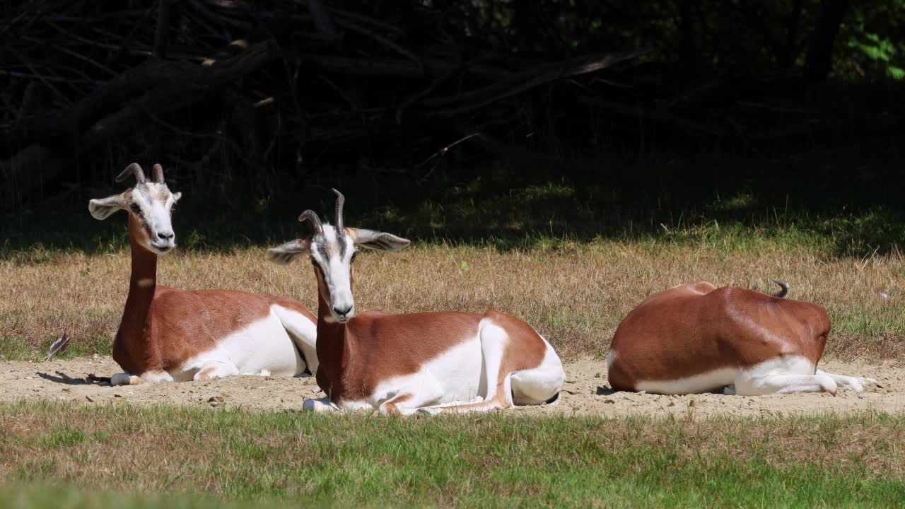 Dama gazelle, Gazella Dama mhorr或mhorr gazelle是瞪羚的一种。视频素材