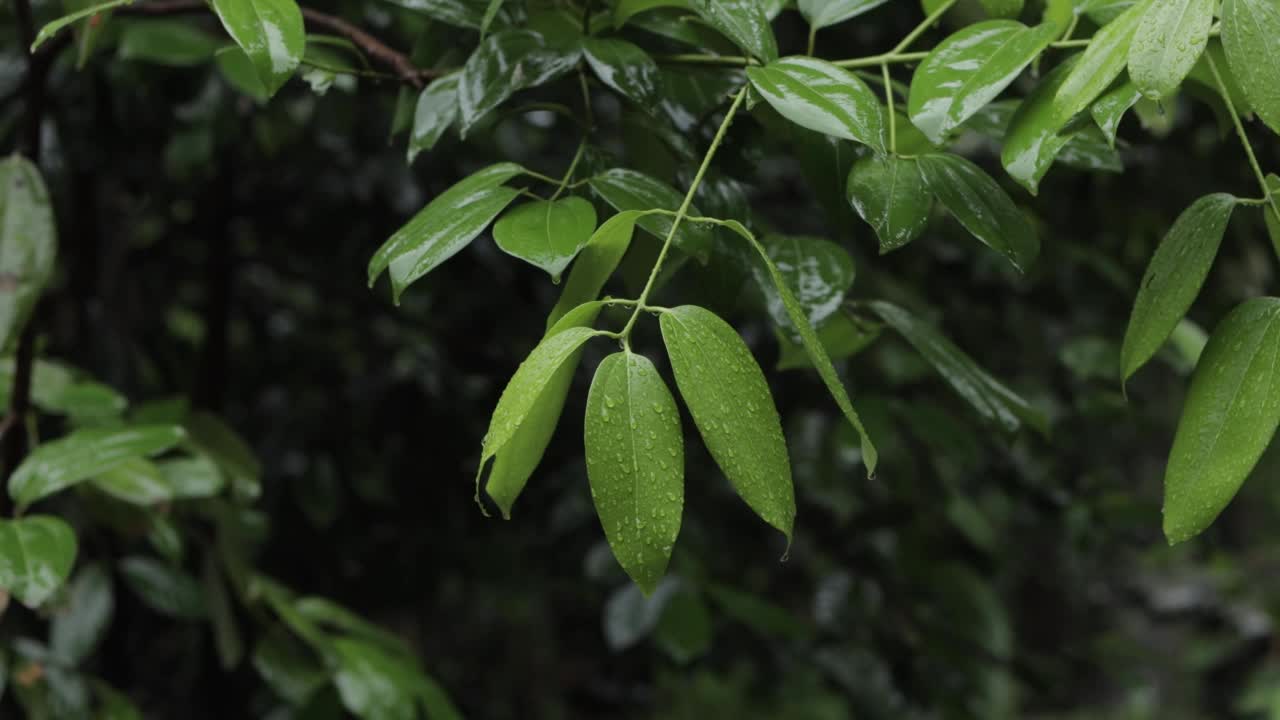 雨中的绿色树枝和树木视频素材