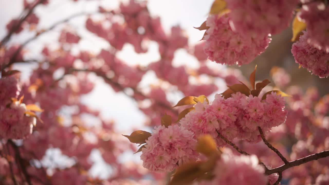 公园里盛开的樱花花树视频素材