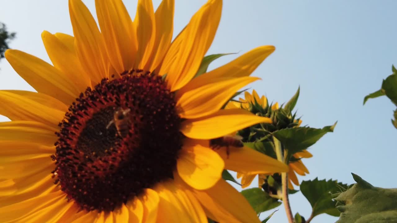 蜜蜂在花园里的向日葵上授粉视频素材