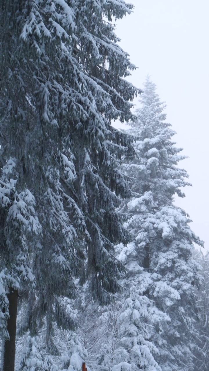 垂直拍摄的冬季神秘的雪林视频素材