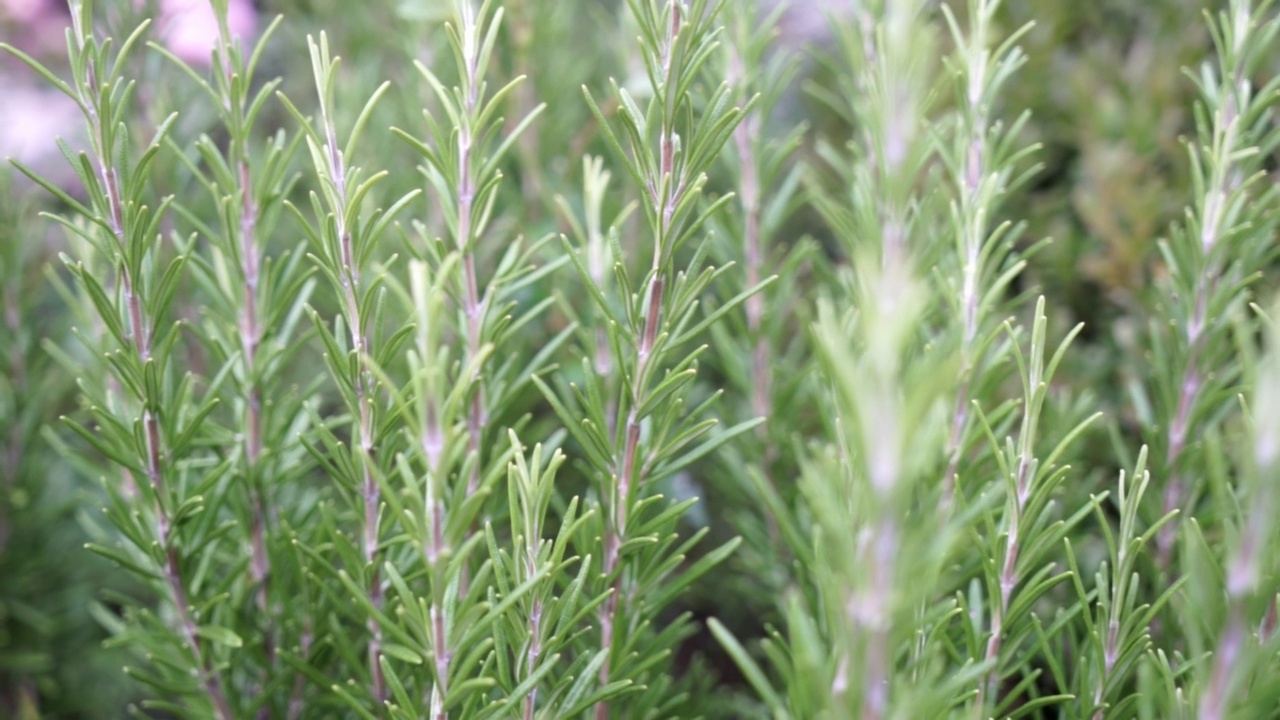 迷迭香植物田视频素材