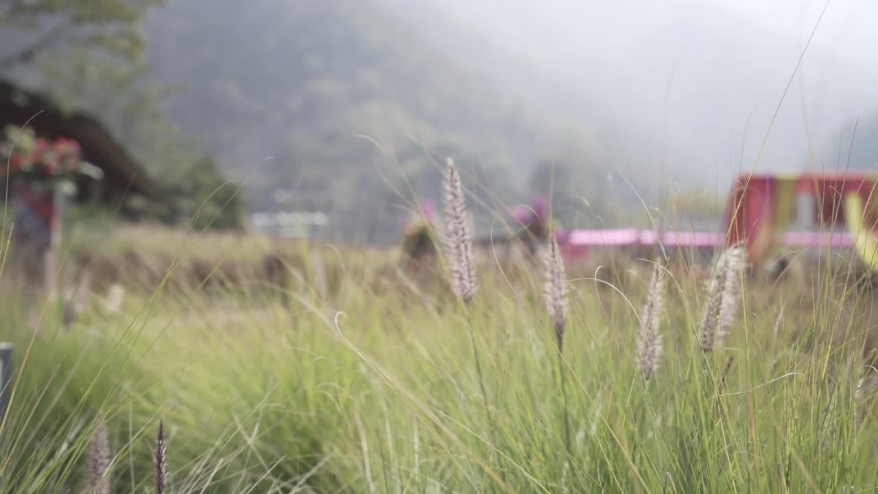 路边的草上长着白色的花视频素材