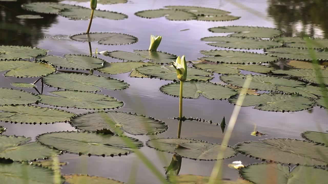 白莲水百合花塘视频素材