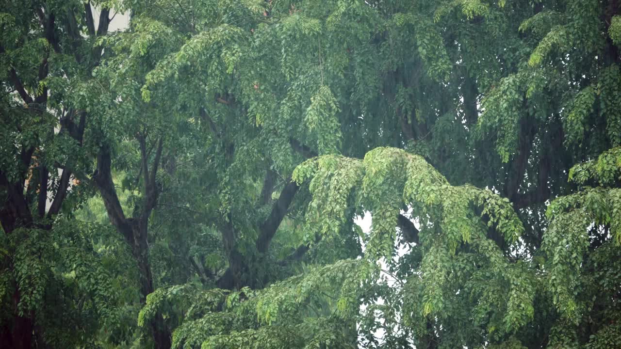 雨天在树枝上，视频素材