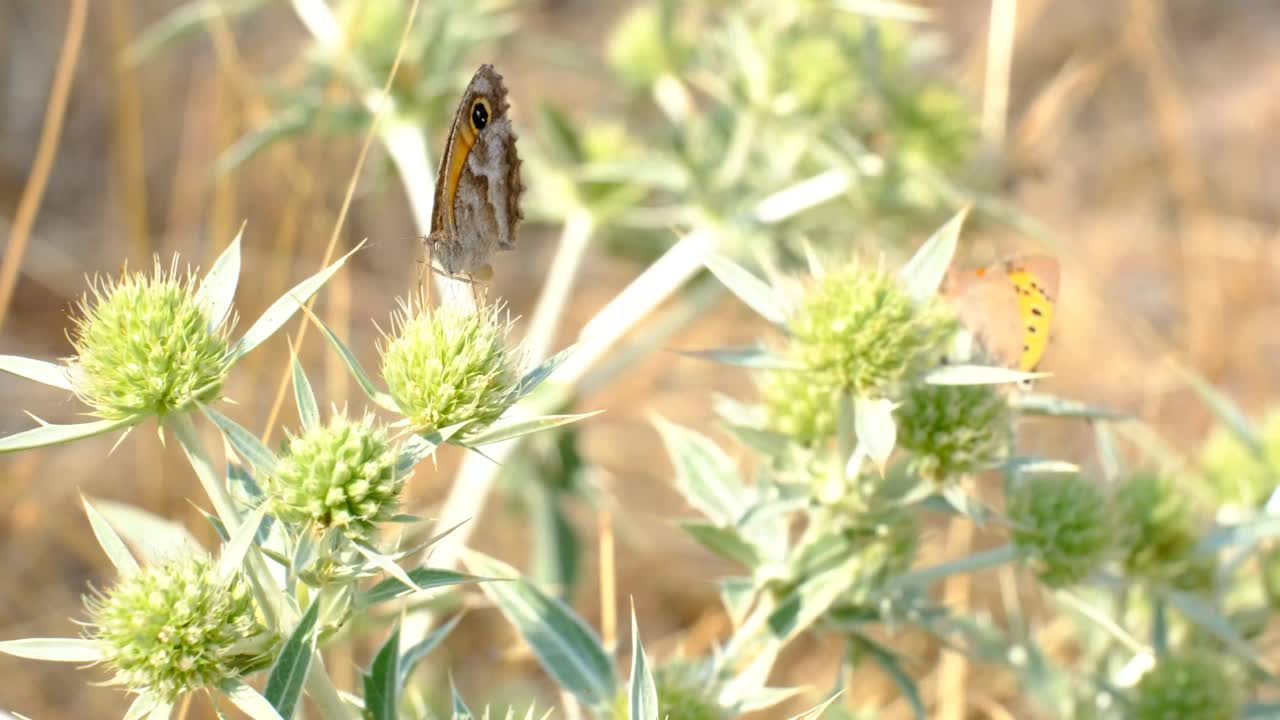 一只蝴蝶吸食花蜜的特写镜头。视频素材