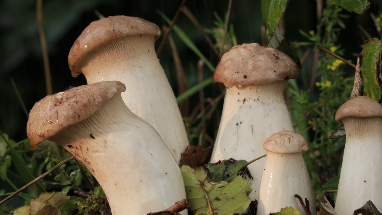 雨后森林起蘑菇。视频下载