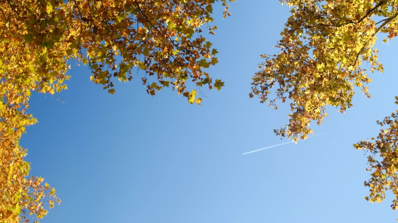 黄色的秋天树枝和蓝色的天空背景视频素材