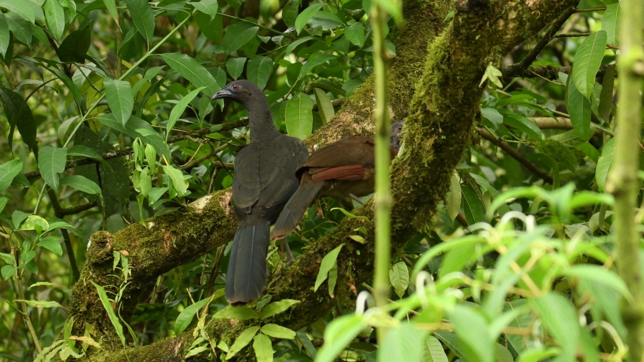 灰色头发Chachalaca——Ortalis cinereiceps布朗家族凤冠雉科的鸟,与澳大拉西亚的丘建筑商、品种在低地从洪都拉斯到哥伦比亚,栖息的小鸡视频素材